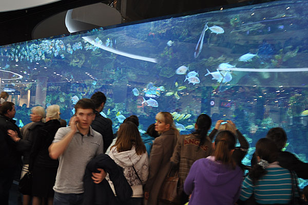 аквариум, Ocean Plaza, Киев